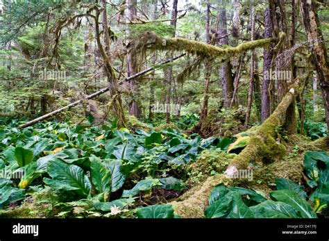 Jungle undergrowth hi-res stock photography and images - Alamy