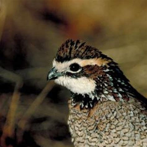 Bobwhite quail chicks grow into healthy adults with the help of a brooder box. Brooder Box ...