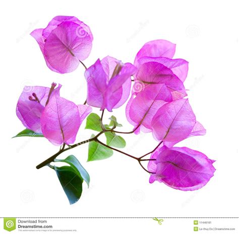 bougainvillea | Watercolor flowers tutorial, Flower painting, Flower art