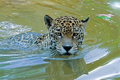 Jaguar Swimming by Mark Newman