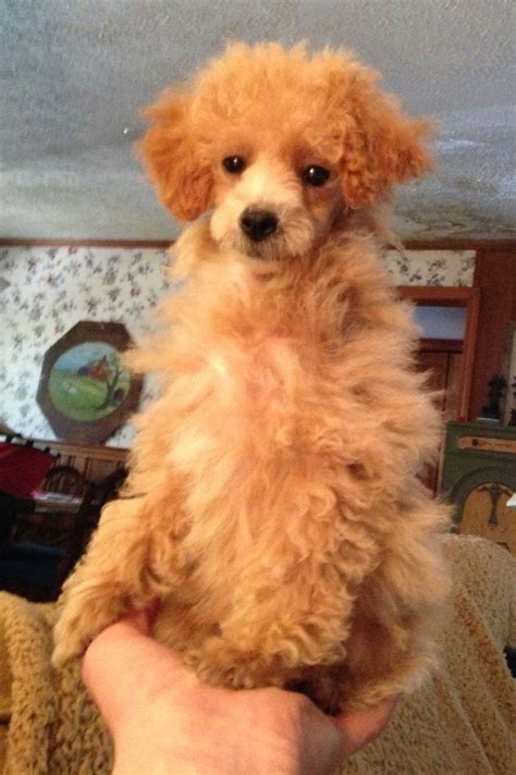 Josie, apricot mini poodle, 4.5 months old. | Mini poodles, Poodle, Cute poodles