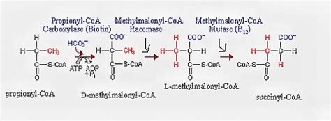 [Solved] 1. Draw the conversion of Propionyl-CoA into Succinyl-CoA using the... | Course Hero