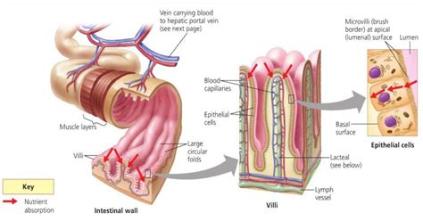 Diagram Small Intestine Villi