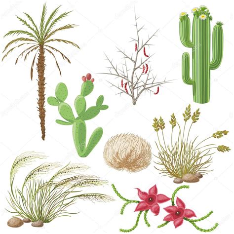 Set of Steppe and Desert Plants Stock Vector by ©Valiva 90176972