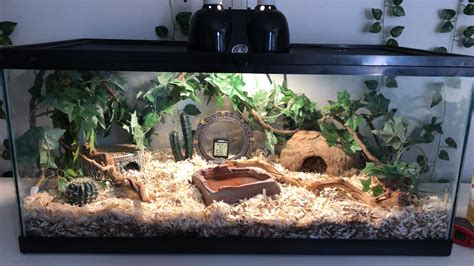 How is my new 40 gallon setup for my corn snake? : r/snakes