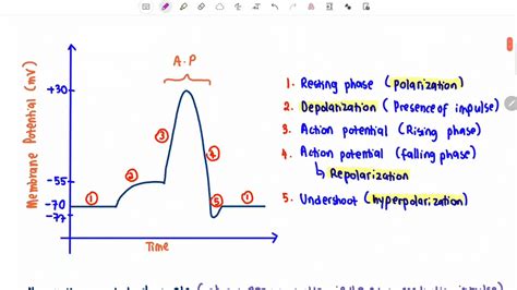 10.1 (b) Explain the formation of resting potential and action potential - YouTube