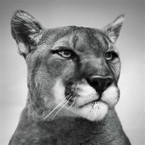 MOUNTAIN LION 900×900 | Jennifer MaHarry Photography