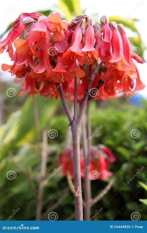 Red Flowers of a Mother of Millions Plant Stock Photo - Image of ecology, millions: 24444826