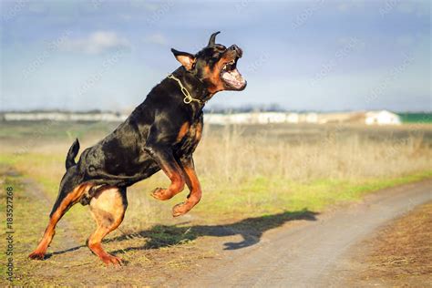 Ferocious Rottweiler barking standing on hind legs. Angry dog. Stock ...