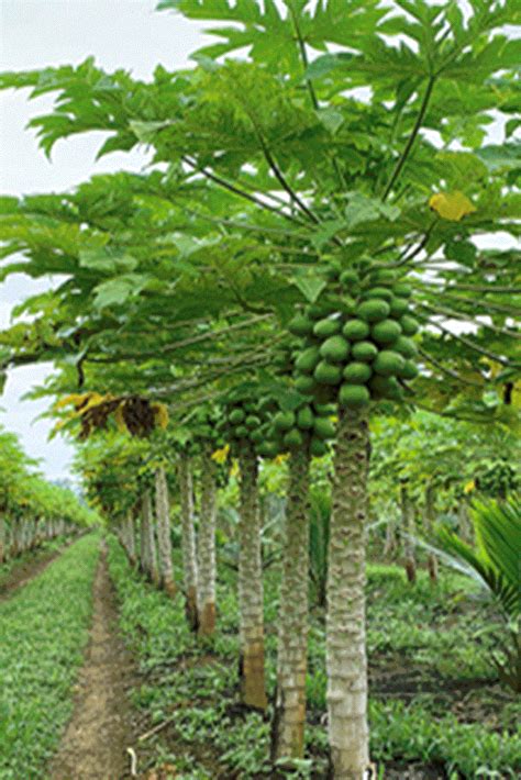 Nice Solo papayas on that tree. Let's take a closer look. More about ...