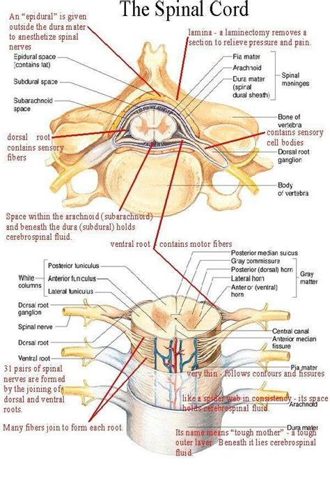 Pin by Sara Sanchez on EMS Stuff | Spinal cord anatomy, Human anatomy and physiology, Medical ...