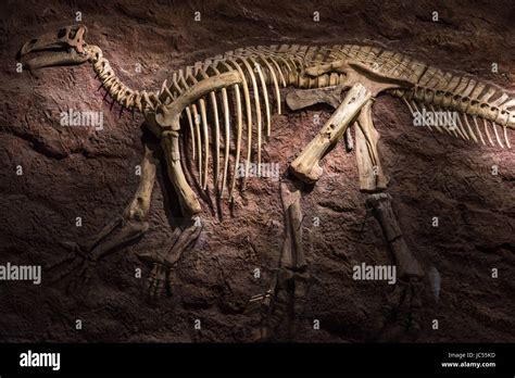 Iguanodon Skeleton