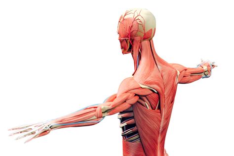 Musculoskeletal System Diagram Unlabeled