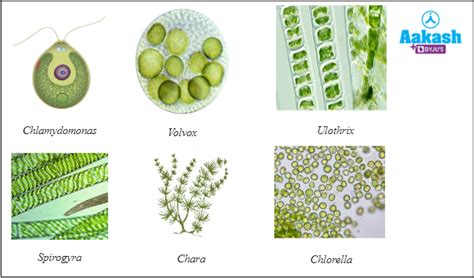 Algae and Fungi in Biology: Definition, Types and Importance of Algae ...