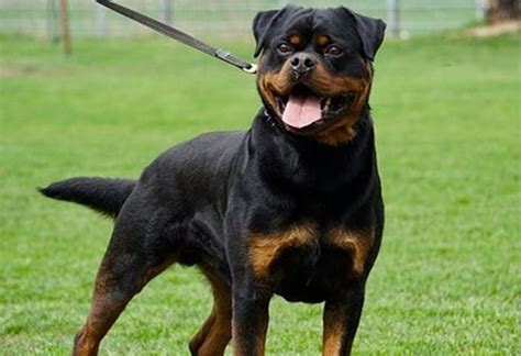 21 Best Guard Dog Breeds List of 2020