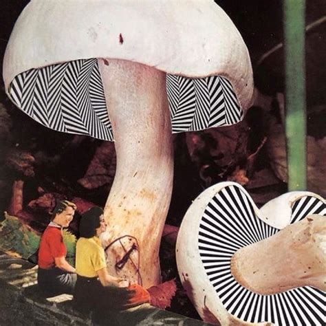 The Benefits Of Microdosing Magic Mushrooms And How Proper Packaging C