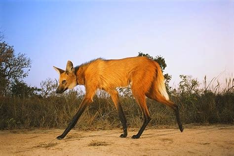 El curioso lobo de crin | Naturaleza