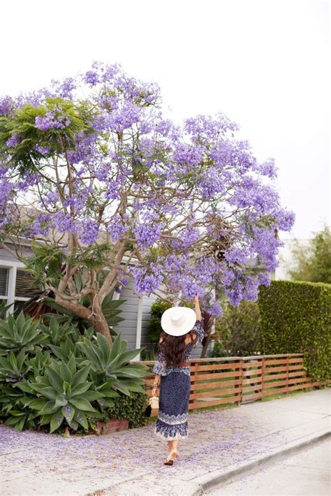 Jacaranda Tree in Bloom - With Love From Kat | Jacaranda tree ...