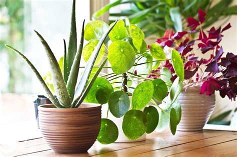 Greenspiration - Benefits of Indoor Plants - Home, Garden, and Fashion - Hampton Home Living