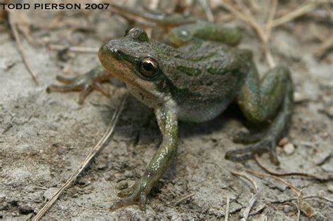 Boreal Chorus Frog (Pseudacris maculata)