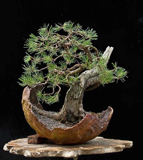 Image result for cascade white pine shohin bonsai brown curling needles Bonsai Tree Care, Indoor ...