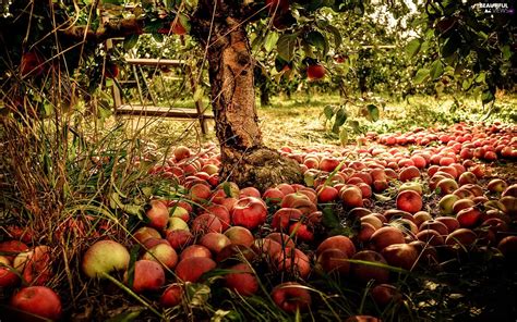 apples, apple-tree, orchard, Przebijaj?ce, luminosity, blur, sun, flash, ligh - Beautiful views ...