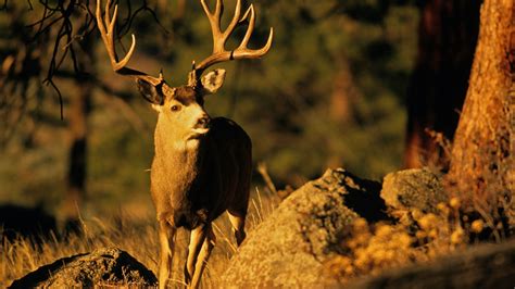 As ‘zombie’ deer disease spreads, scientists look for answers | Popular ...