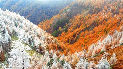 ｢霧氷と紅葉のカラマツ林｣長野, 松本 - Bing Gallery