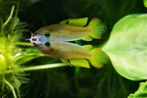 Golden Wonder Killifish: Care, Diet, Breeding & more