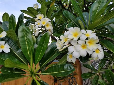 White Plumeria Tree in Yard Stock Photo - Image of plumeria, white: 164405062