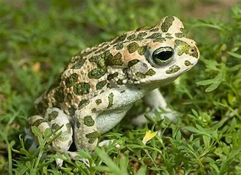 Green Toad – Bufotes viridis – Sapo verde. - Wildside Holidays - Walking and Wildlife Holidays ...