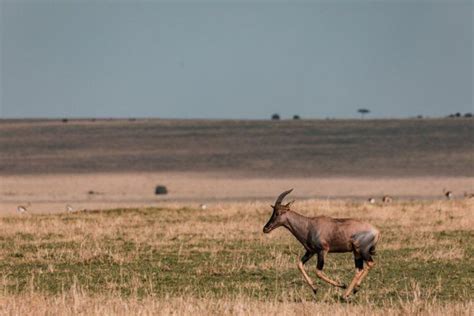 16 Wild Animals in Senegal [Wildlife in Senegal] - Kevmrc