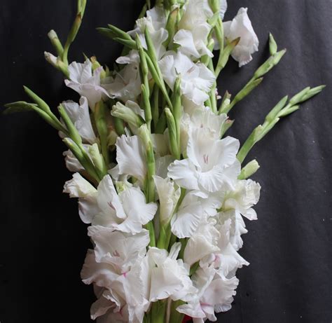 ShopWhite gladiolus bouquet