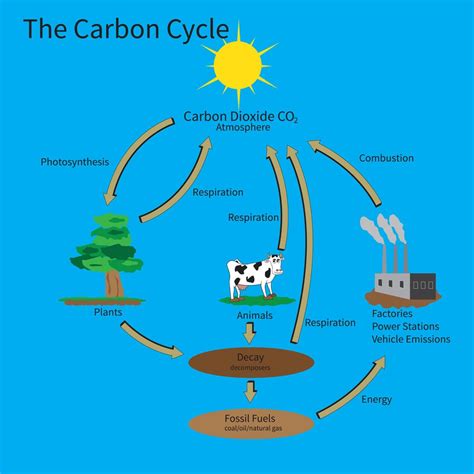 RHS Level 3 Question – Carbon Cycle | Edinburgh Garden School