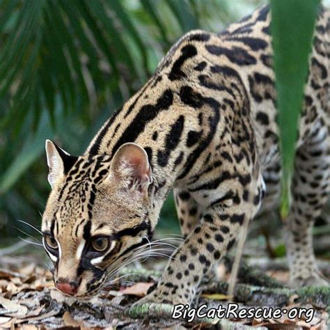 Ocelot | Animals beautiful, Wild cats, Animals friends