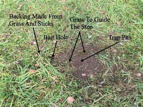 Dirt Hole Set - Trapping Fox And Coyotes