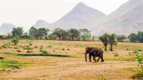 Kanchanaburi: Elephant Sanctuary & Erawan Waterfall Tour | GetYourGuide