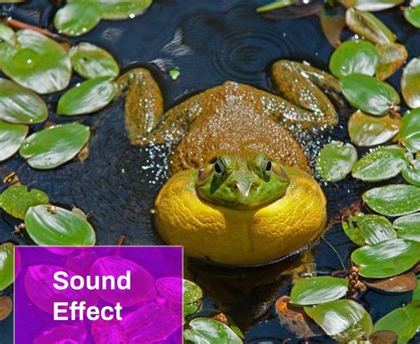 Bullfrog Croaking Sound Free MP3 Download | Mingo Sounds