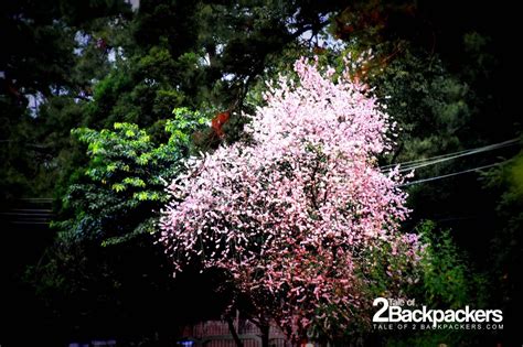 Cherry Blossom Festival, Shillong | Tale of 2 Backpackers