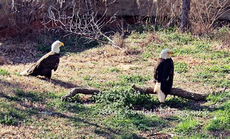 Photos From The Middle of Oklahoma: A Trip to the Okc Zoo