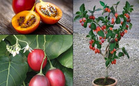 Tamarillo, The Tomato Tree - How To Grow And Care