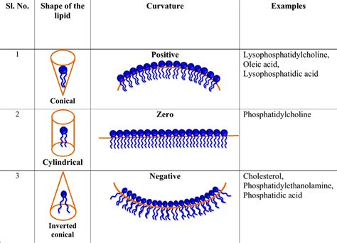 Phosphatidylcholine Membrane