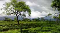 4 ministers to visit closed North Bengal tea gardens | Kolkata News ...