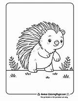 18 Porcupine Coloring Pages  Free Printable 🦔 PDFs sketch template