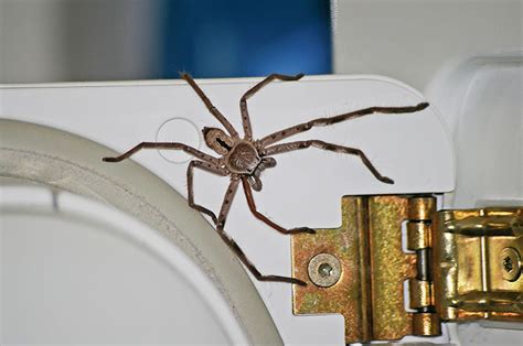 Guy Accidentally Sat On A Toilet With A Huntsman Spider In It, Says He ...