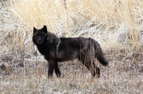 Black female wolf 831f Yellowstone National Park_2012 NPS | Black wolf, Wolf poses, Wolf dog