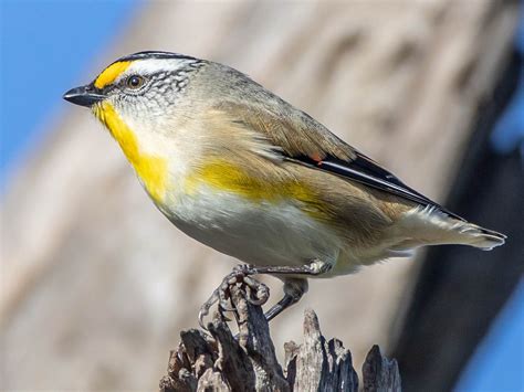 Striated Pardalote - eBird