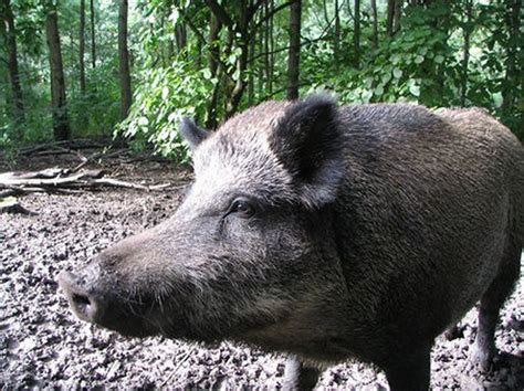 Michigan declares feral pigs an invasive species - mlive.com