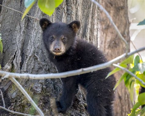 Refuge Notebook: It takes a village to keep bears wild on the Kenai ...