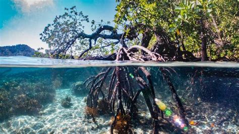 For 5,000 Years Mangroves In Mexico Have Been Storing Carbon